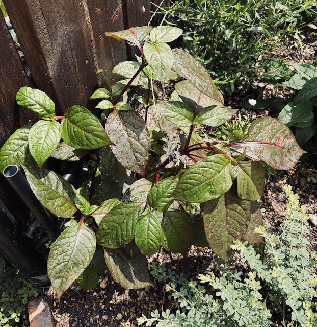 赤い茎とおしゃれな葉っぱの謎の植物の全体